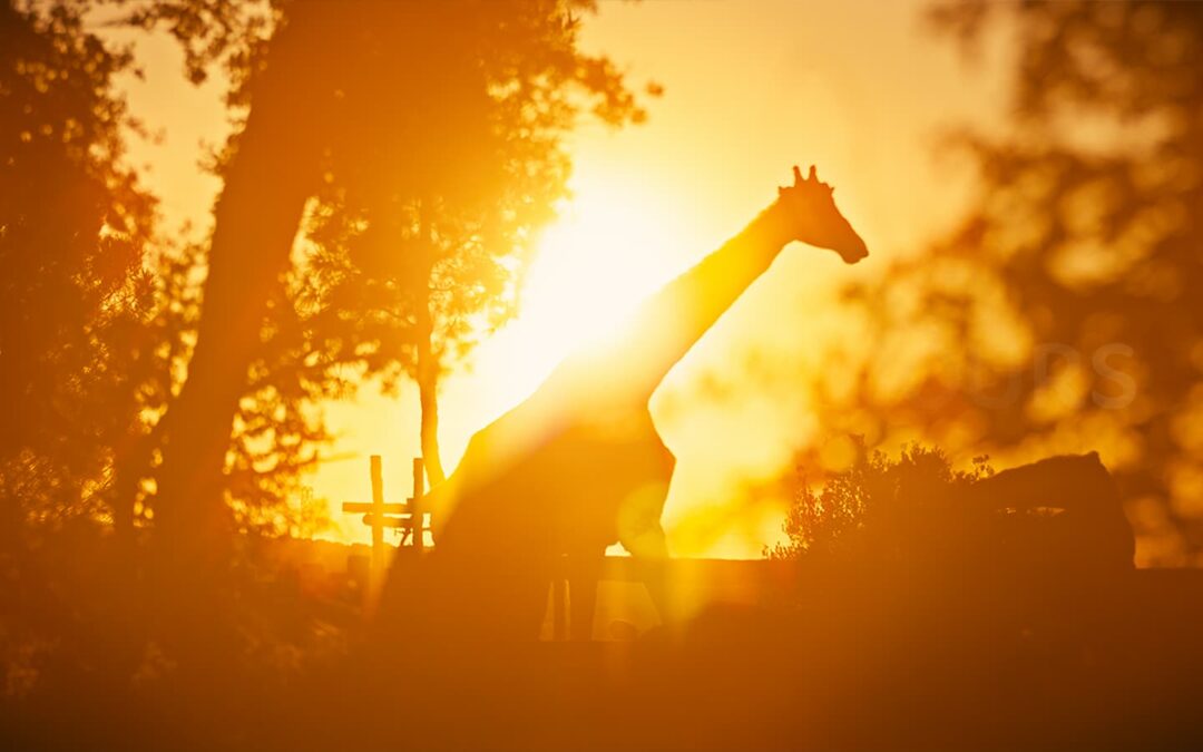 Parc Animalier de la Barben