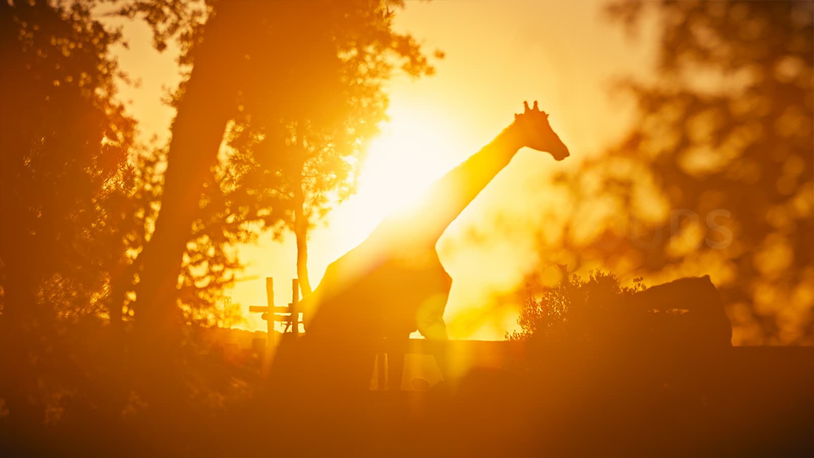 Girafe - coucher de soleil - parc animalier de la barben