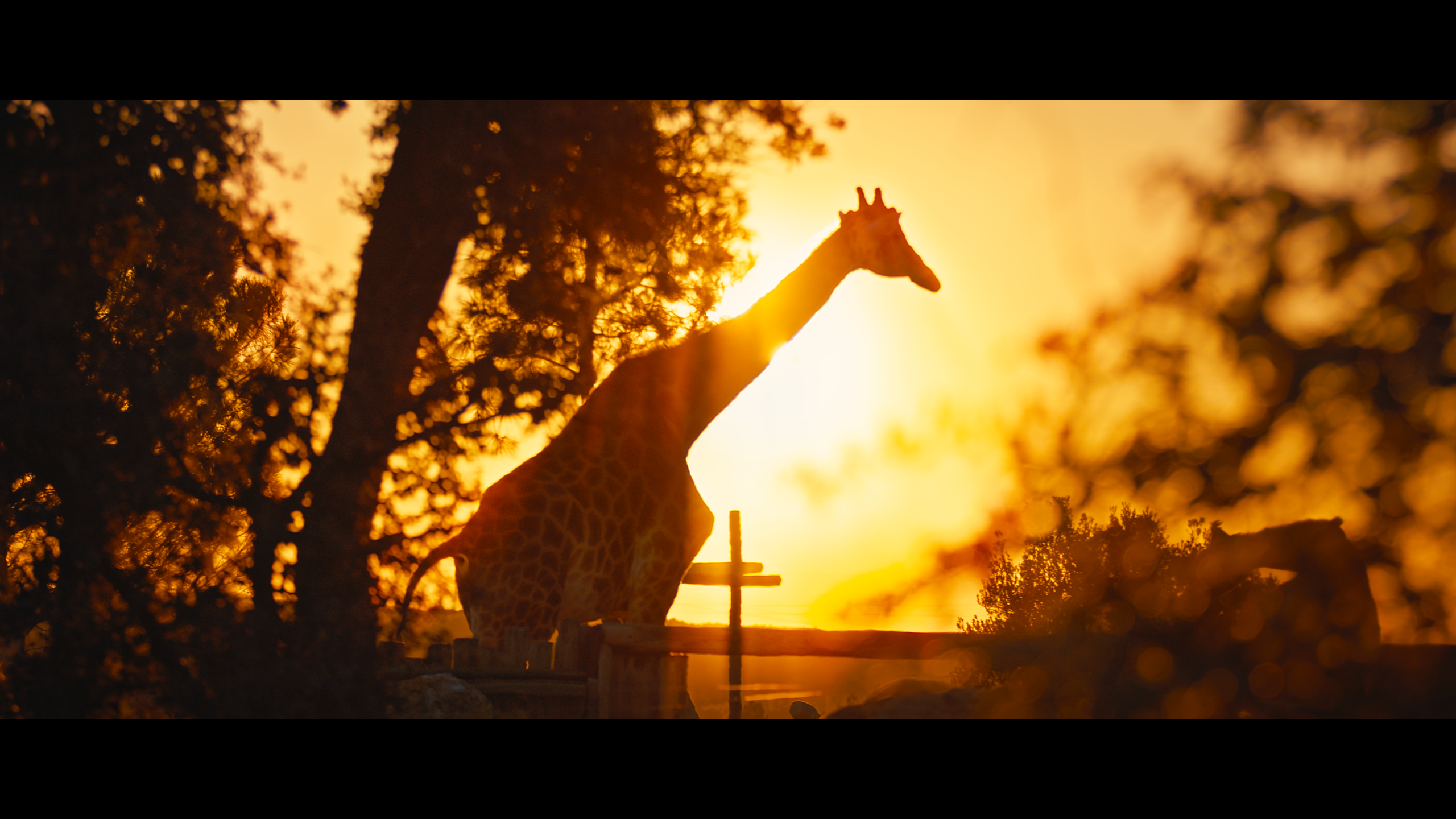 Girafe - coucher de soleil - parc animalier de la barben
